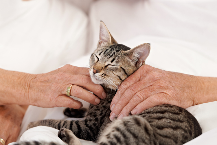 Smiling Cats Pictures