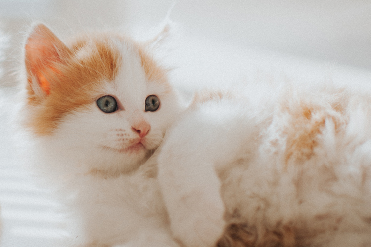 Smiling Kitten