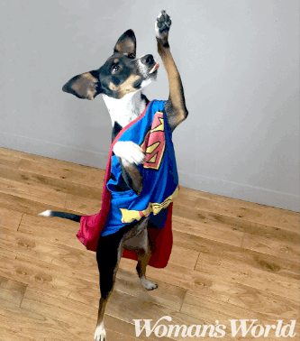 Superman Costume For Dog