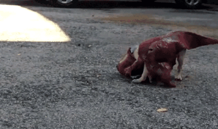 t rex costume gif