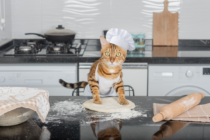 chef cat kneading dough and making biscuits
