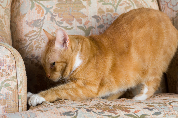 Orange cat kneading furniture