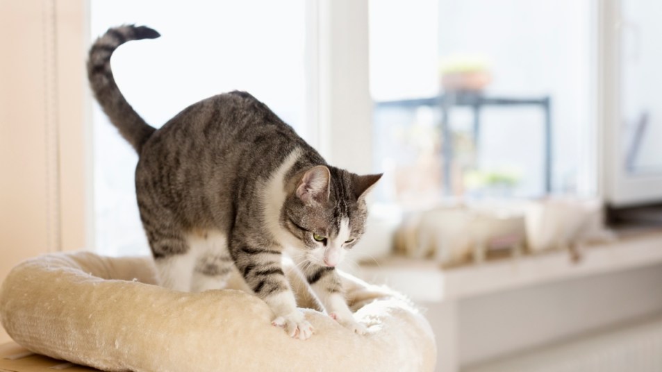 Tabby cat kneading a white cushion