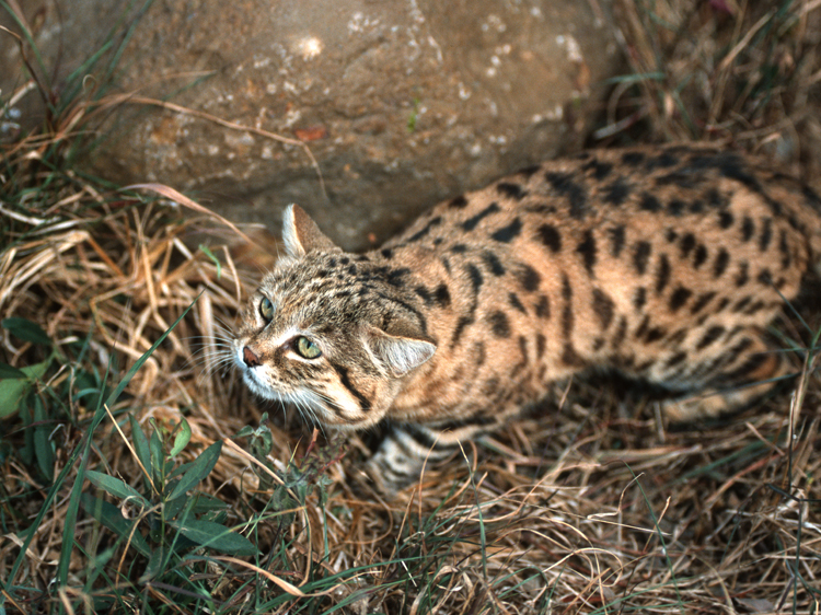 black footed cat africa