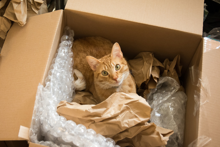 Cat Box