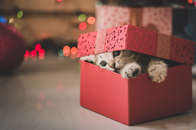 Cat Christmas Box