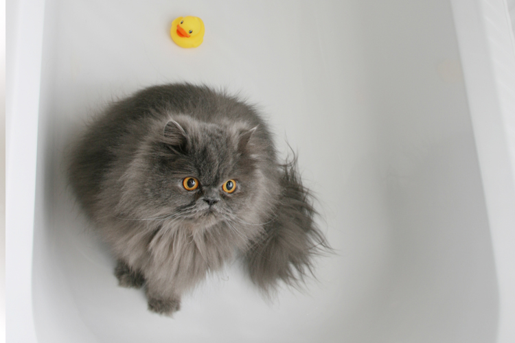 Cat Hates Baths
