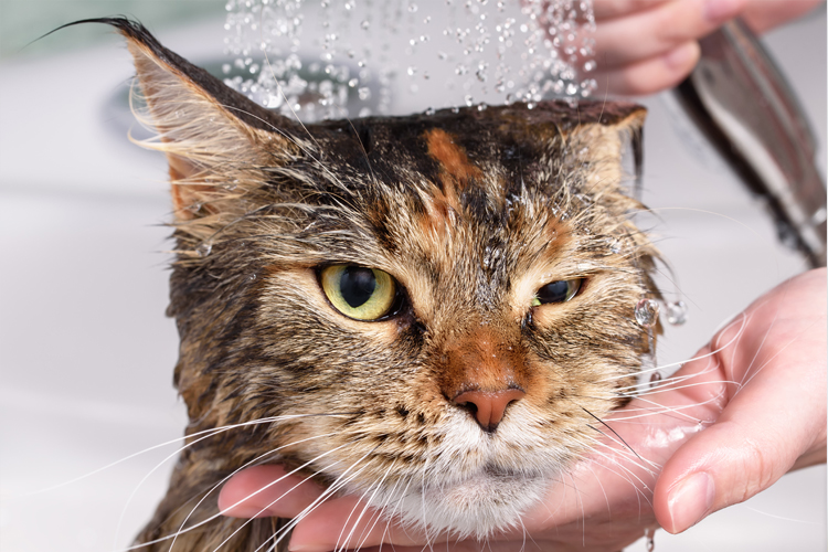 Cat In Bath