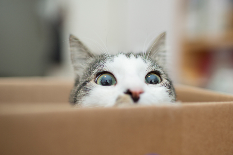 Cat In Box