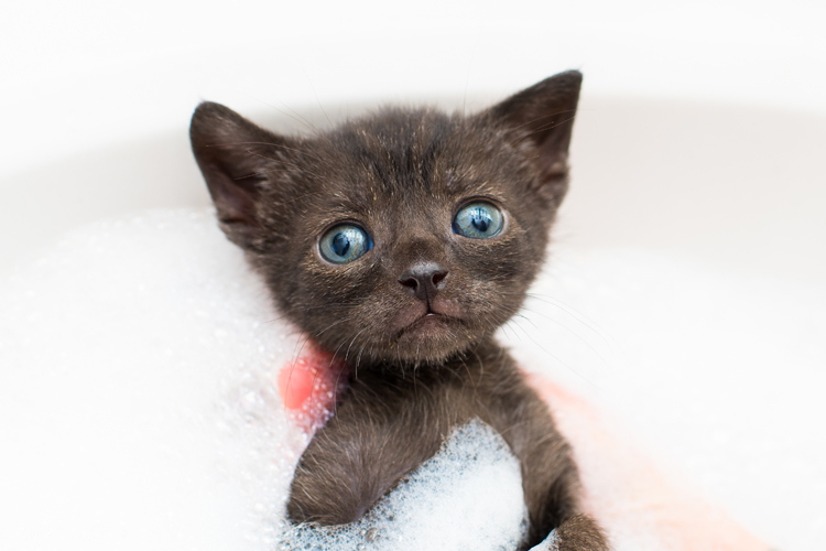 Cat Inside Bath