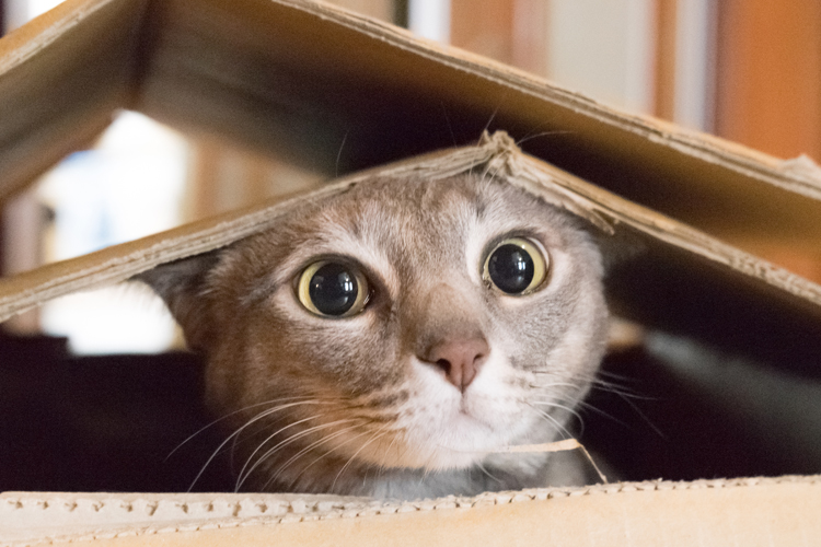 Cat Loves Boxes
