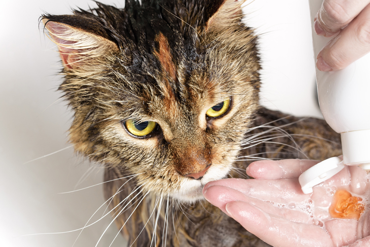 Cat Shampoo