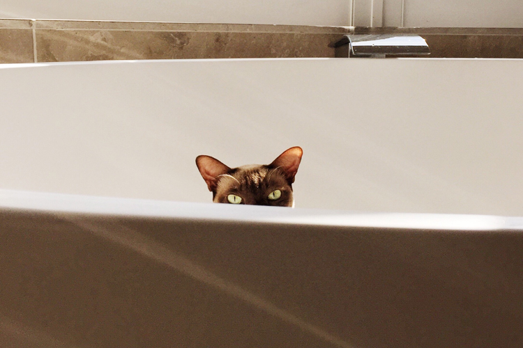 Cats Hate Baths