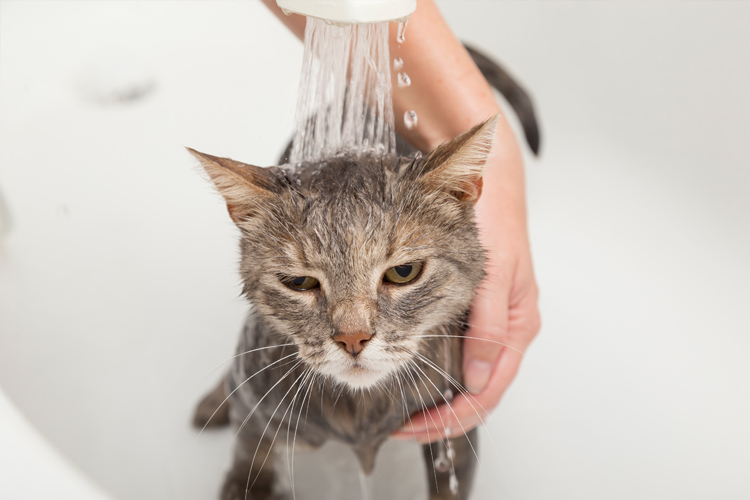 Cats Hate Water
