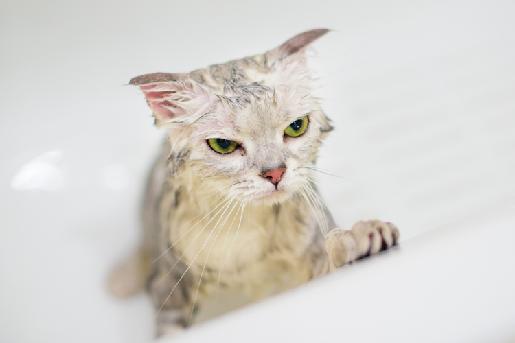 Cats In Bath