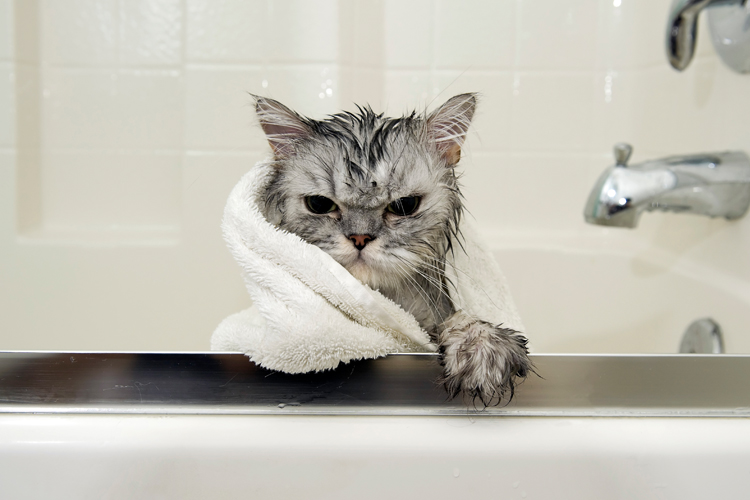 Download Cute Funny Cat Angry Reaction Bath Time Pictures