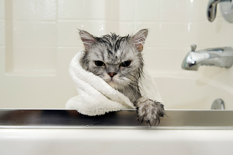 Cats In Baths