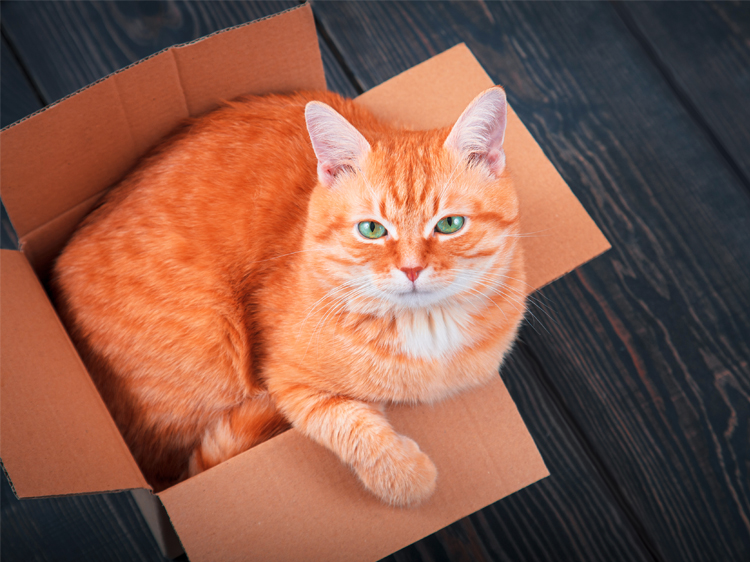 17 Cats in Boxes That Prove It's the Ultimate Feline Fun