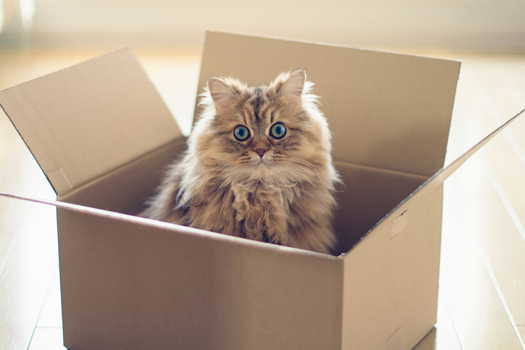 Cats In Boxes Cute