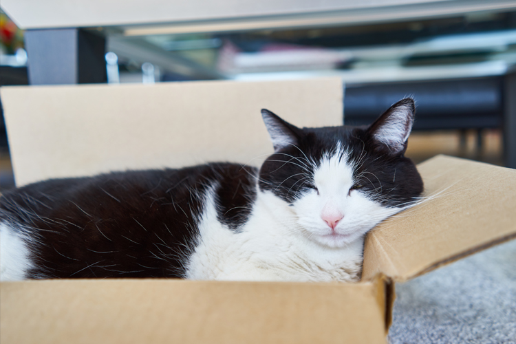 Cats Like Boxes