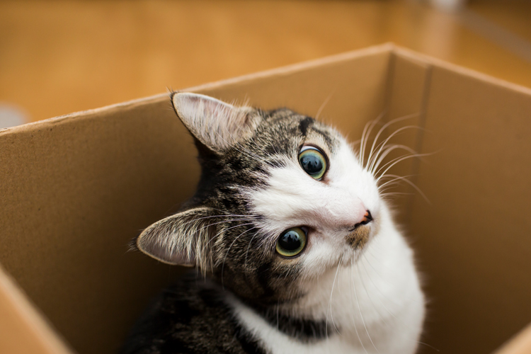 Cats Love Boxes
