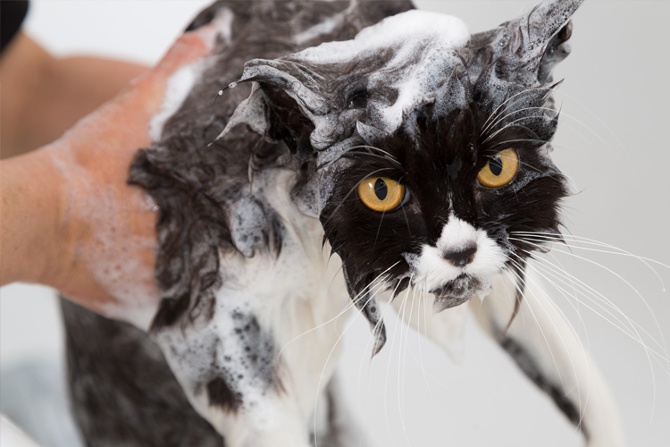 Cats Taking Baths