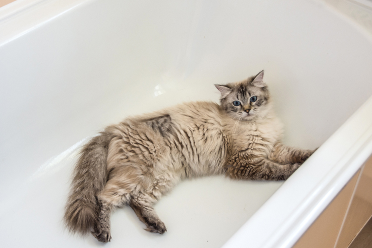 Funny Cat In Bath