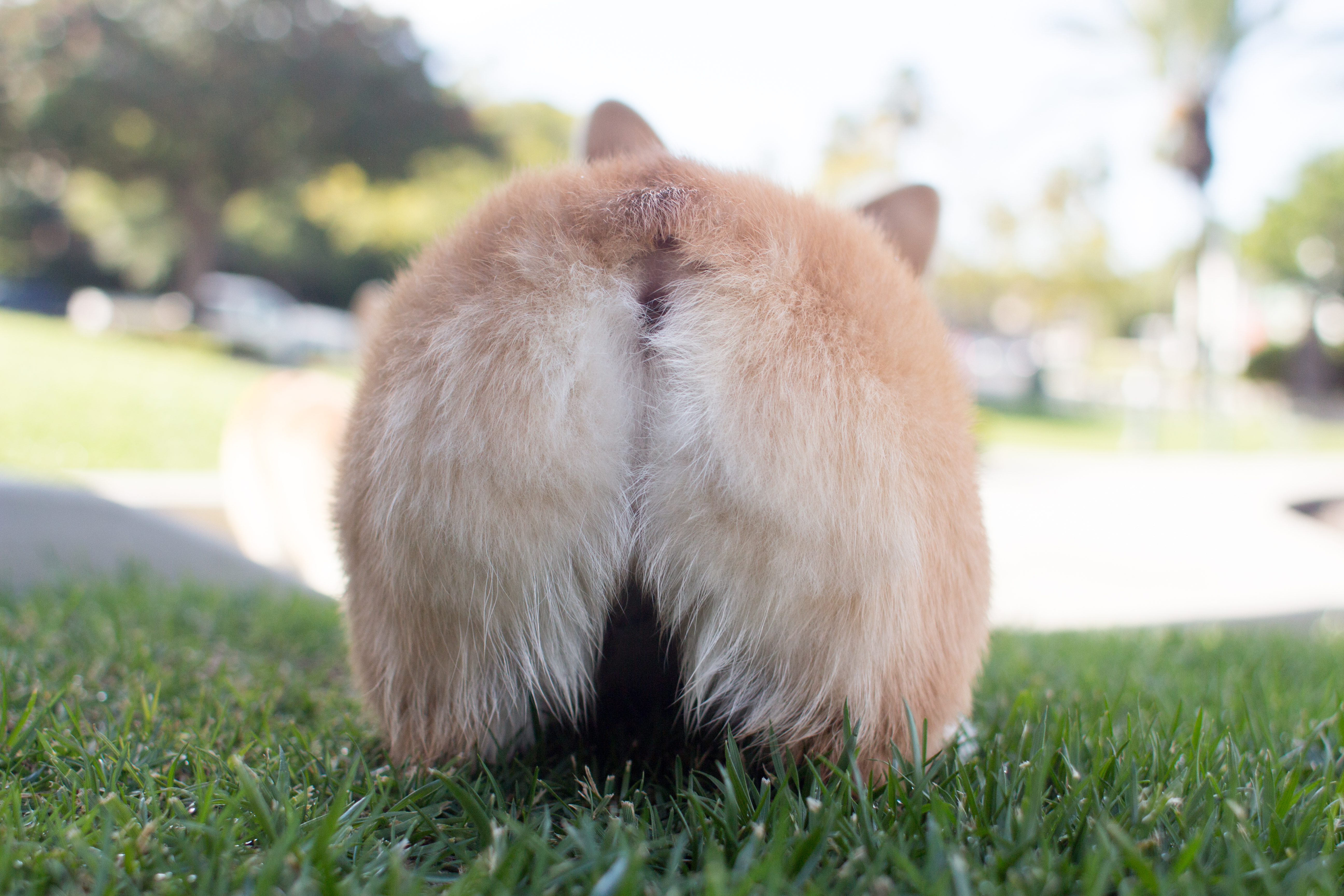 Cute Animal Butts That Will Have You Grinning From Cheek to Cheek
