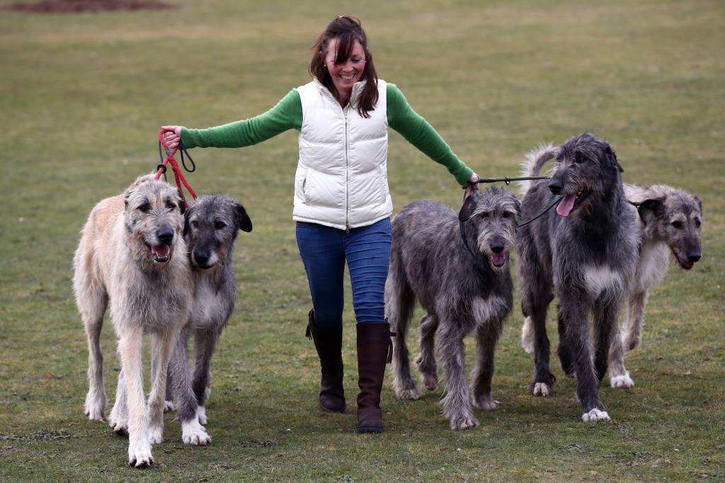 irish wolfhound