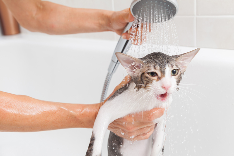 Kitten In Bath