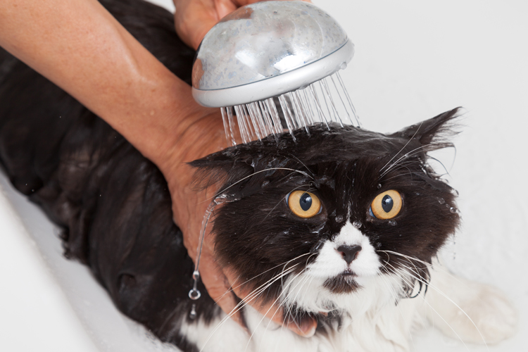 Kittens In Baths