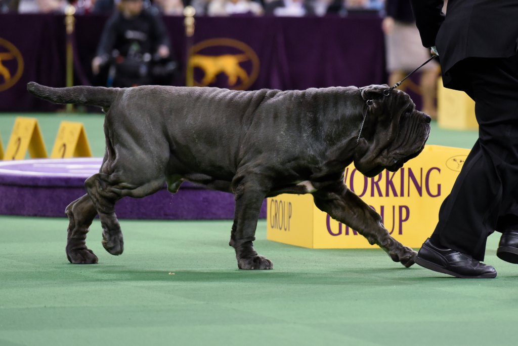 neopolitan mastiff getty