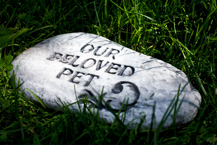 pet-loss-quotes.jpg