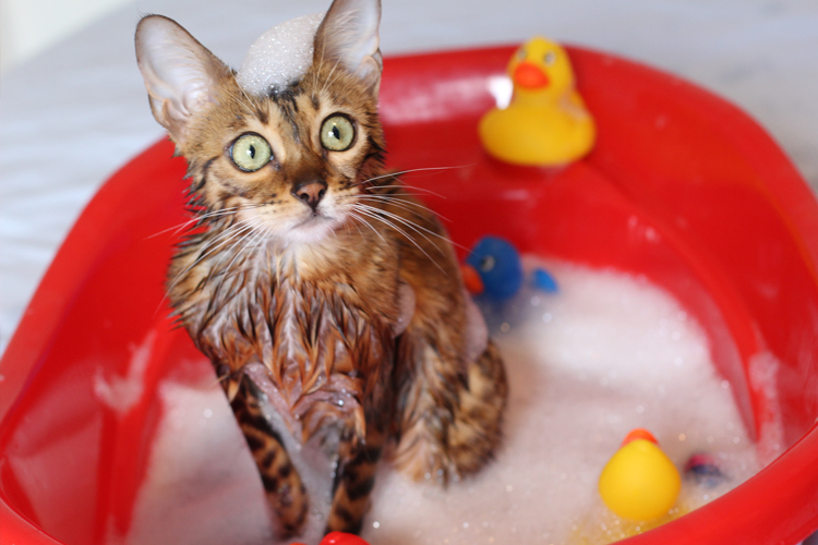 Photo Of Cat In Bath