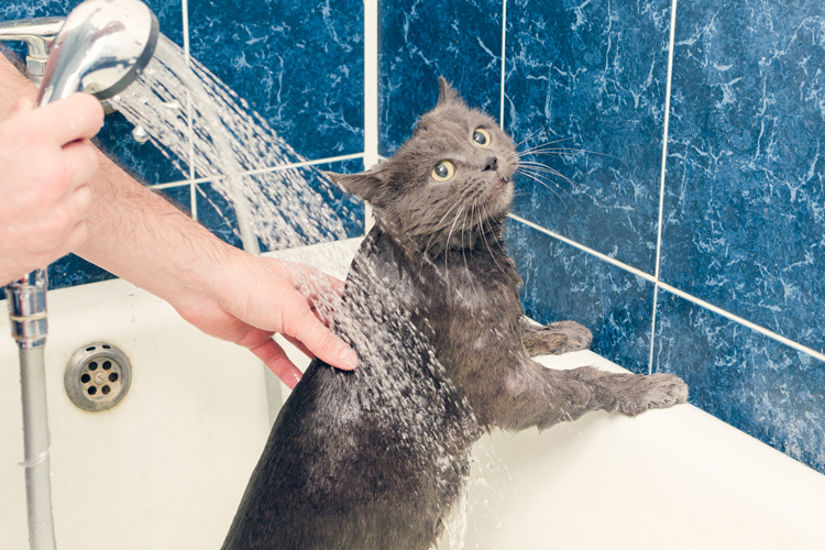 Picture Of Cat In Bath