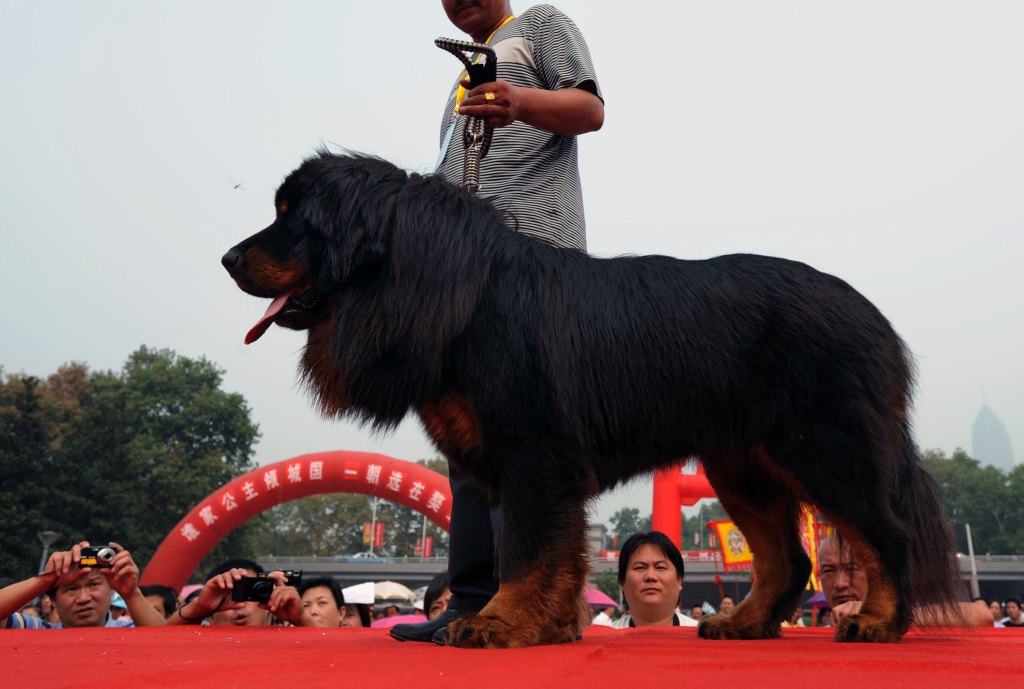 tibetan mastiff