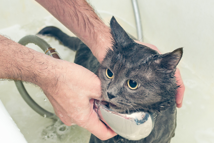 Why Do Cats Hate Baths