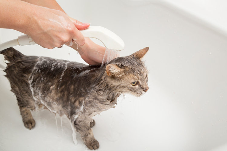 Why Do Cats Hate Water