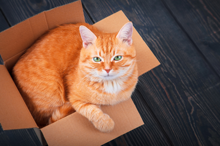 Revealed: Why Do Cats Like Boxes So Much?
