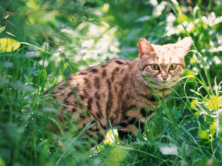 worlds deadliest cats