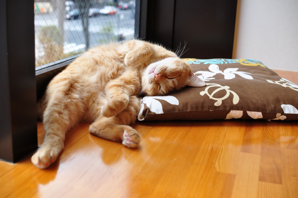 Orange cat sleeping in upside-down head position