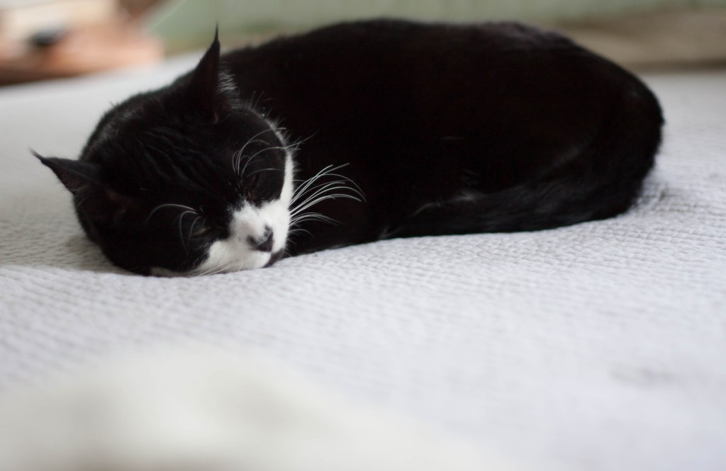 Sleeping tuxedo cat