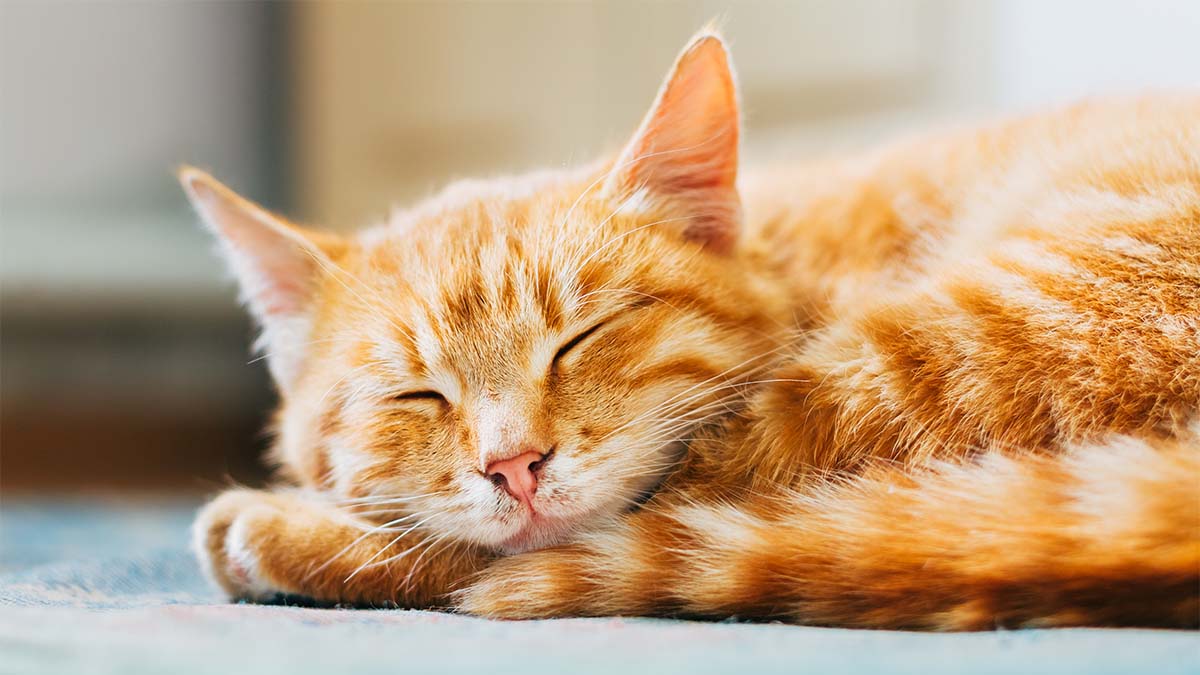 Orange cat curled up sleeping