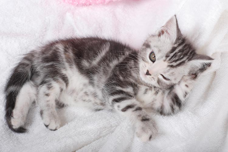 Cat Wink Meaning