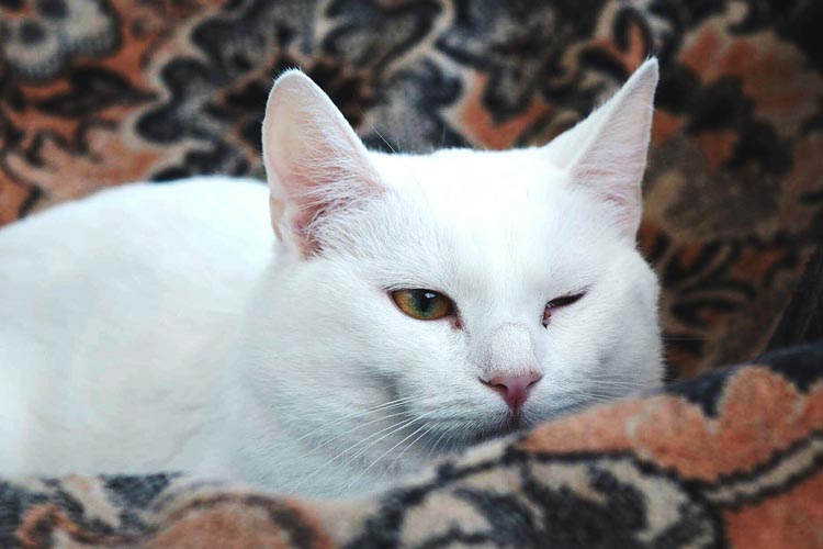 Cat Wink