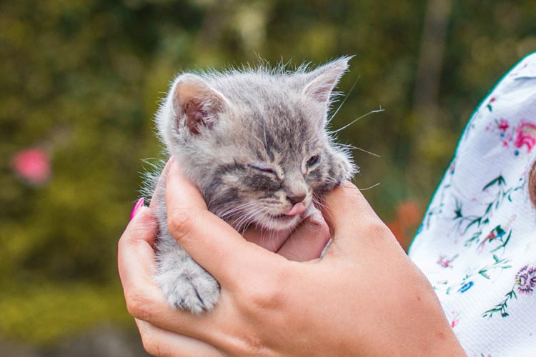Cat Winking Meaning
