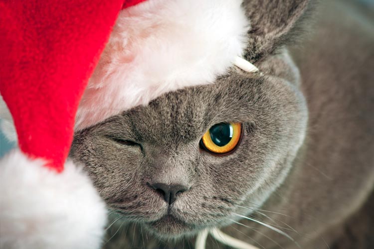 Cat Winking