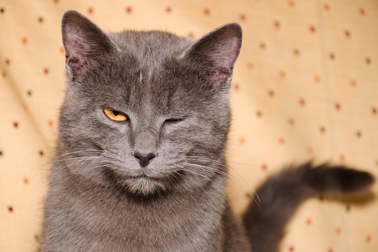 Cat Winks Meaning