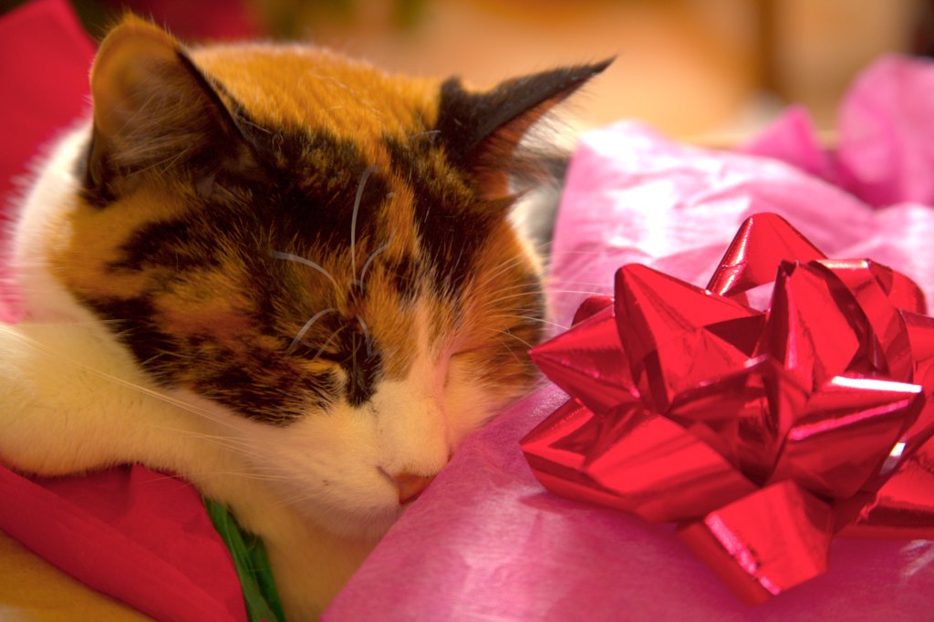 Cats In Wrapping Paper V2