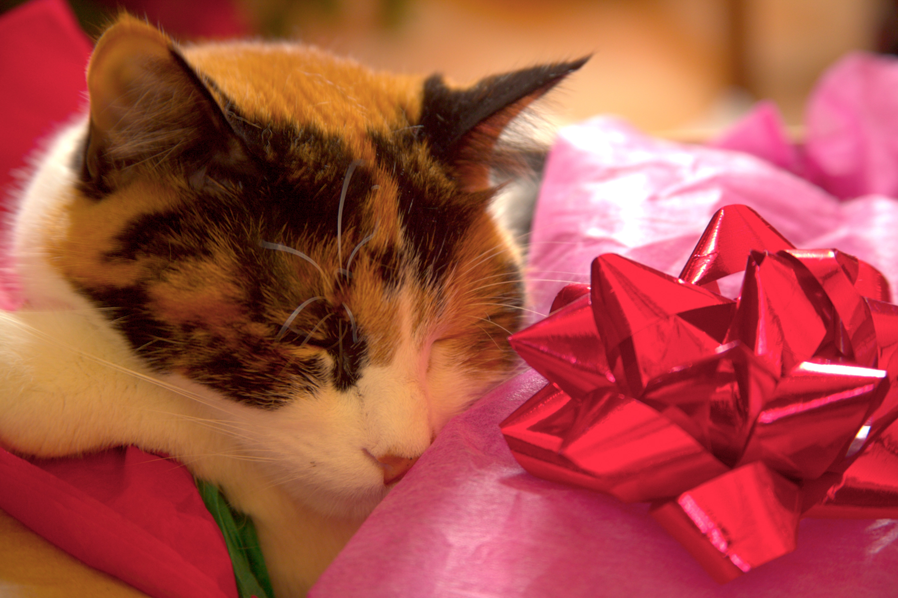 cats-in-wrapping-paper-v2.jpg